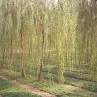 8-10公分15公分旱柳價格青島15-20公分青皮垂柳價格
