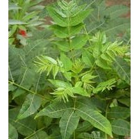 紅油香椿苗，香椿樹(shù)苗，山東香椿苗