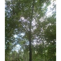 保定合歡1年帽合歡