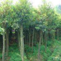 20公分山杜英截桿樹山杜英,杜英,杜英樹