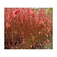 本基地規(guī)格國槐1-15.欒樹1-15.白蠟1-15.紫薇1-10.