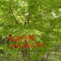 供應(yīng)白皮松 國槐 核桃 五角楓等