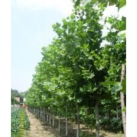 供應(yīng)8公分速生法桐