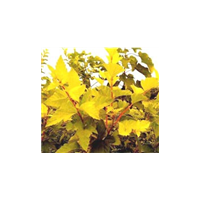 金葉風(fēng)箱果