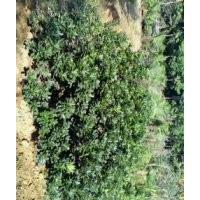 南京雪松。廣玉蘭。產(chǎn)地直銷。規(guī)格齊全。價格低廉