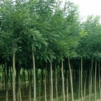 大量出售國槐，安徽合肥國槐樹