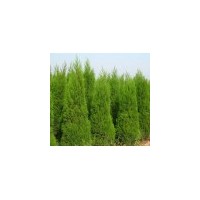 國槐 刺槐苗 國槐 白皮松