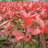 售紅葉石楠.黃楊,冬青.龍柏.塔柏.蜀檜.水臘