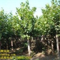 造型法桐1--4年帽 造型白臘1--4年帽 造型國槐1--2年