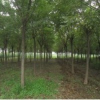 大量供應(yīng)各種綠化苗木，合歡，白蠟，國槐