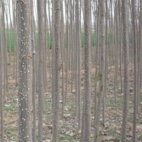 速生楊107兩年根一年苗米徑2.5-2.8厘米.1年苗46畝