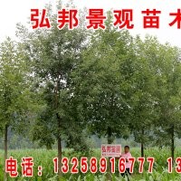 不限量供應(yīng)速生白蠟苗 速生國(guó)槐苗