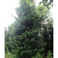 福建羅漢松，泉州羅漢松，造型羅漢松，羅漢松小苗，小葉羅漢松