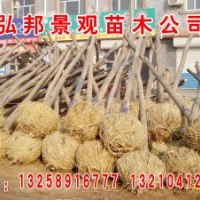 3-10公分定桿2年帽白蠟，國槐，法桐，速生白蠟