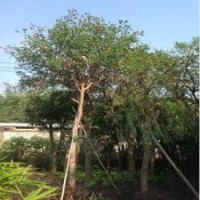 供應(yīng)雞冠刺桐