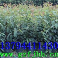 桉樹苗 桉樹工程苗 速生桉樹苗