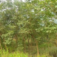 喬木：黃花風(fēng)鈴