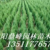 供應(yīng):蜀檜,西湖海棠,櫻花,玉蘭,金葉女貞,地柏