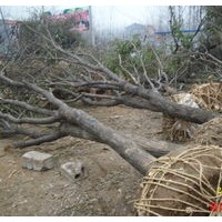 國(guó)槐、法桐、白臘、合歡、垂柳