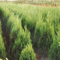 河南檜價(jià)格,綠梅價(jià)格,紅花繼木價(jià)格,榆葉梅價(jià)格表