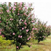 工程苗木價格金邊黃楊,碧桃,木槿,海桐,八角金盤,含笑,烏桕