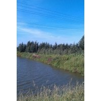 誠(chéng)信供應(yīng)【雪松】廣玉蘭 蜀檜 女真 紅葉石楠球等多種綠化苗木