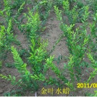 供應(yīng)北方苗木金絲垂柳,速生楊,欒樹