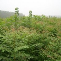 開(kāi)發(fā)苗圃用苗欒樹(shù)苗.紫薇苗.國(guó)槐苗.高桿女貞苗.