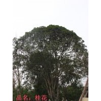 苗圃搬遷精品桂花、黃桷蘭等出售，量多從優(yōu)！