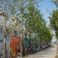 特價(jià)銷售14-30公分銀杏樹