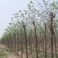 長期供應(yīng)國槐，白臘，衛(wèi)矛