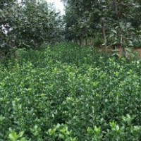 長期供應(yīng)大葉黃楊