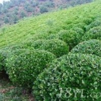 長期供應(yīng)大葉黃楊