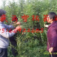 東（冬）紅歐洲白蠟?zāi)睦镒畋阋耍?/></a>
<div><a href=