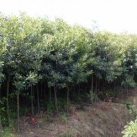 長期供應海桐 重陽木等苗木