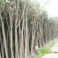 供應(yīng)高桿冬青、紫薇、馬褂木、臘梅、黃楊、紅綠梅、月季、蜀檜、