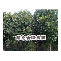 廣玉蘭價(jià)格【南京金峰苗圃】雪松價(jià)格|廣玉蘭價(jià)格|女貞價(jià)格|