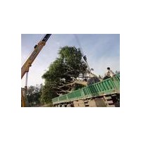 滄州大國槐培育銷售中心