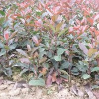 供應(yīng)紅葉石楠、紫薇、馬褂木