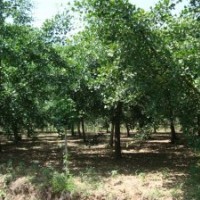 供應(yīng)銀杏、紅葉李、欒樹