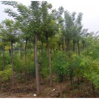 國(guó)槐價(jià)格2013年國(guó)槐經(jīng)濟(jì)價(jià)格