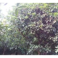 桂花樹(shù) 桂林桂花樹(shù) 成都桂花樹(shù) 貴州桂花樹(shù) 重慶桂花樹(shù)