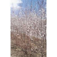 供應樟子松側柏山杏山桃