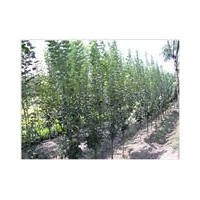 供應(yīng)【八棱海棠樹】/帶領(lǐng)農(nóng)民【脫貧致富/奔小康】就在這