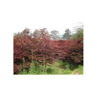 紅楓 雪松,廣玉蘭,紅葉石楠