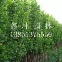 北海道黃楊價格表格