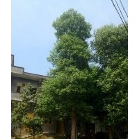 四川香樟，香樟基地，重慶香樟，香樟景觀樹