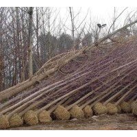 供應8到10公分銀杏樹