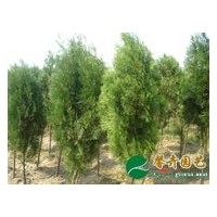 側(cè)柏,國槐,皂角