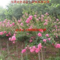 供應紅花紫薇 烏桕 桂花 廣玉蘭 無患子等合肥苗木